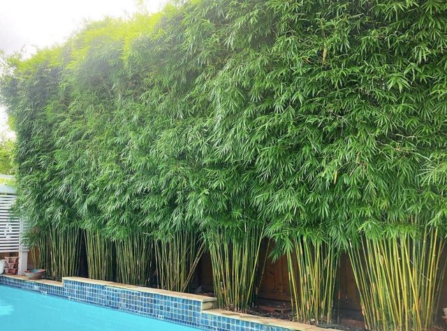 Bamboo Installation & Maintenance | Amazon Bamboo | Houston